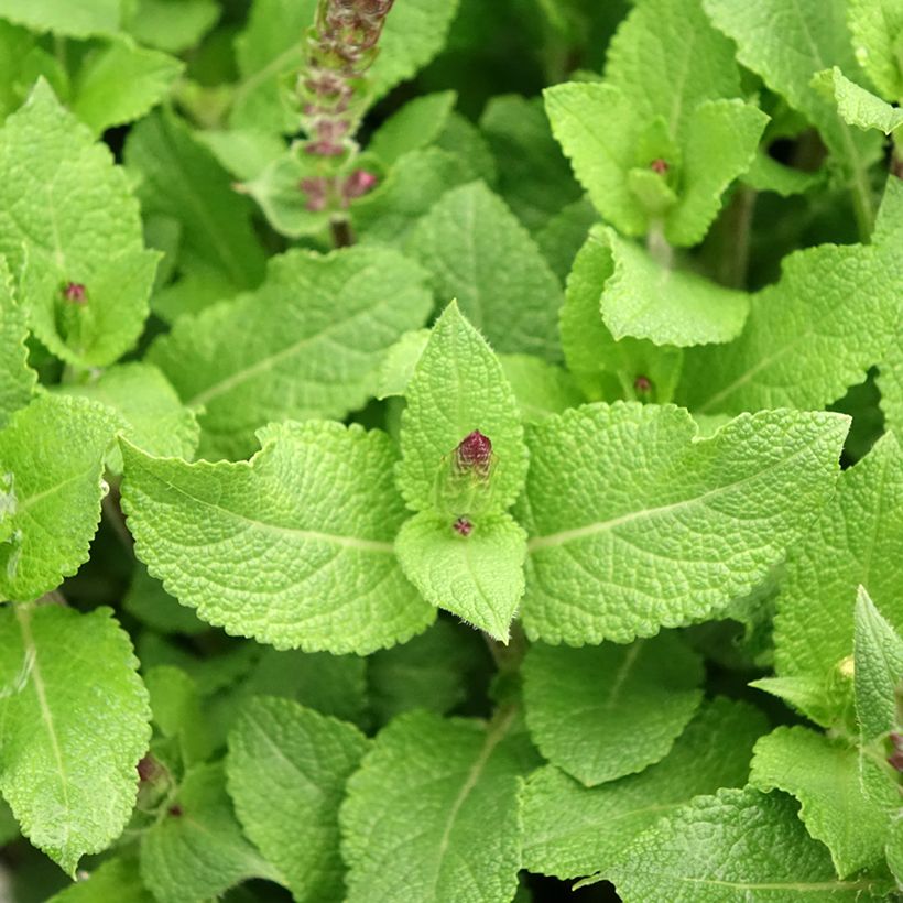 Salvia nemorosa Midnight Rose - Steppen-Salbei (Foliage)
