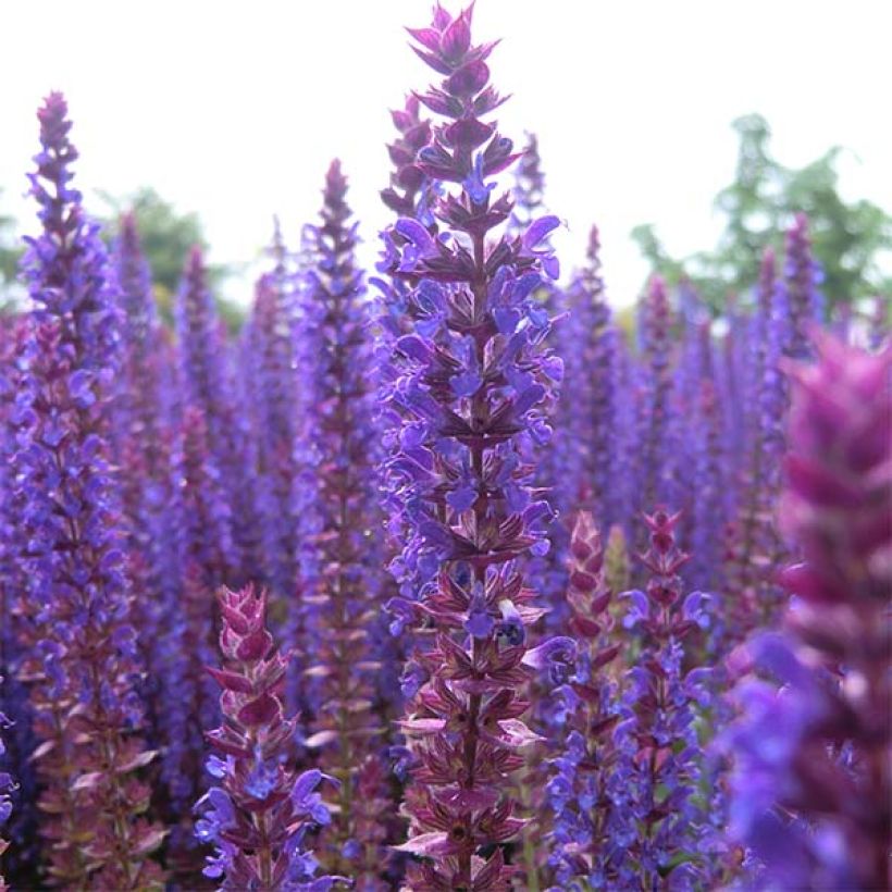 Salvia nemorosa Ostfriesland - Steppen-Salbei (Flowering)