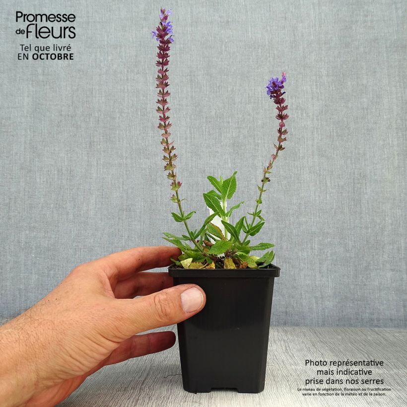 Example of Salvia nemorosa Ostfriesland - Steppen-Salbei Kleine Töpfe von 8/9 cm as you get in automne
