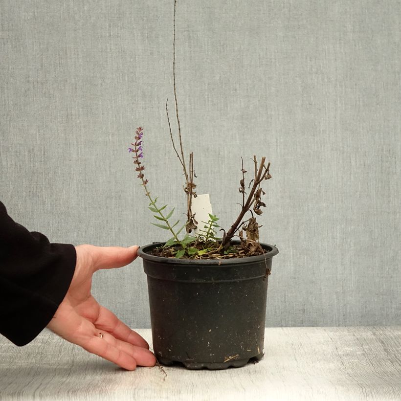 Example of Salvia nemorosa Ostfriesland - Steppen-Salbei Topf mit 2L/3L as you get in automne