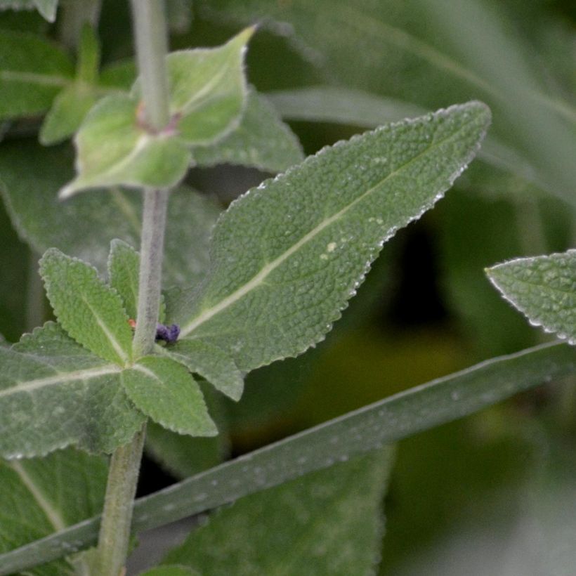 Salvia nemorosa Ostfriesland - Steppen-Salbei (Foliage)
