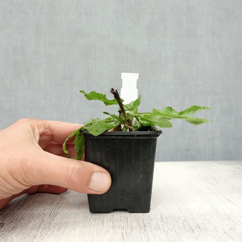 Example of Salvia nemorosa Rose Queen - Steppen-Salbei Kleine Töpfe von 8/9 cm as you get in automne