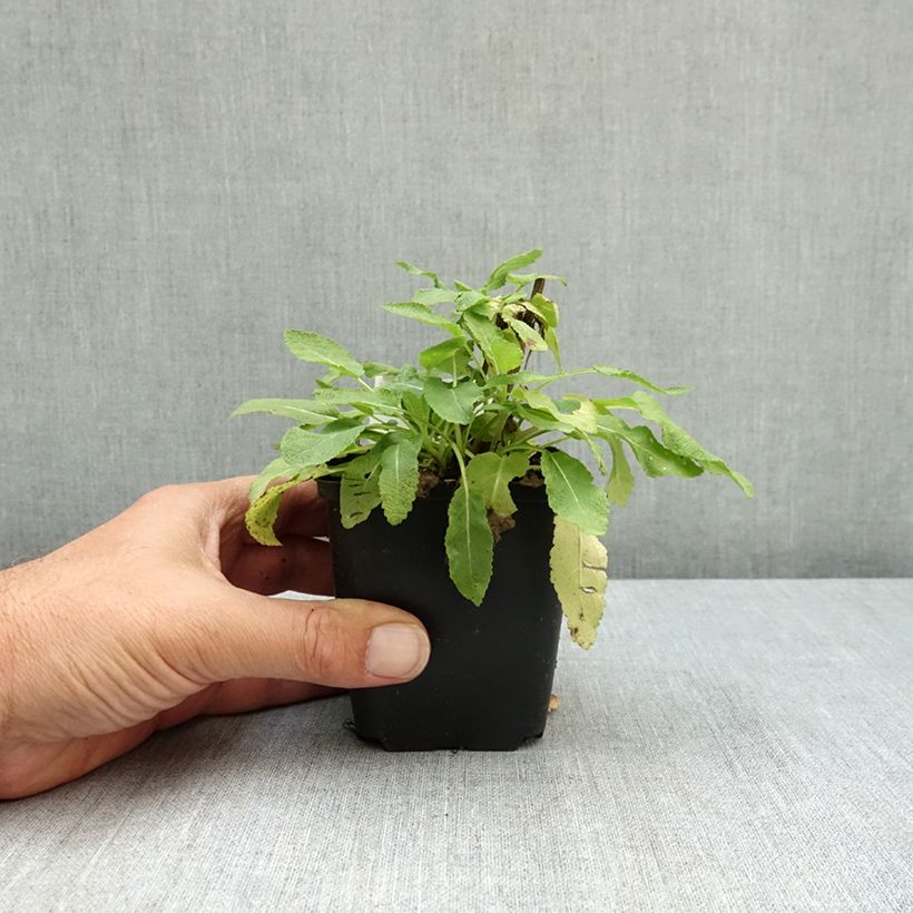 Exemplar von SALVIA nemorosa Rose Queen (Rosakönigin) - Sauge des bois  Godet de 8/9 cm wie im Sommer geliefert