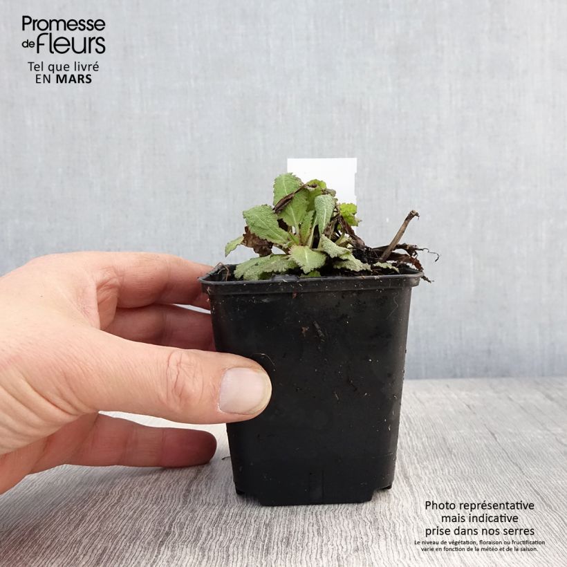 Exemplar von Salvia nemorosa Rose Queen - Steppen-Salbei Kleine Töpfe von 8/9 cm wie im Frühjahr geliefert