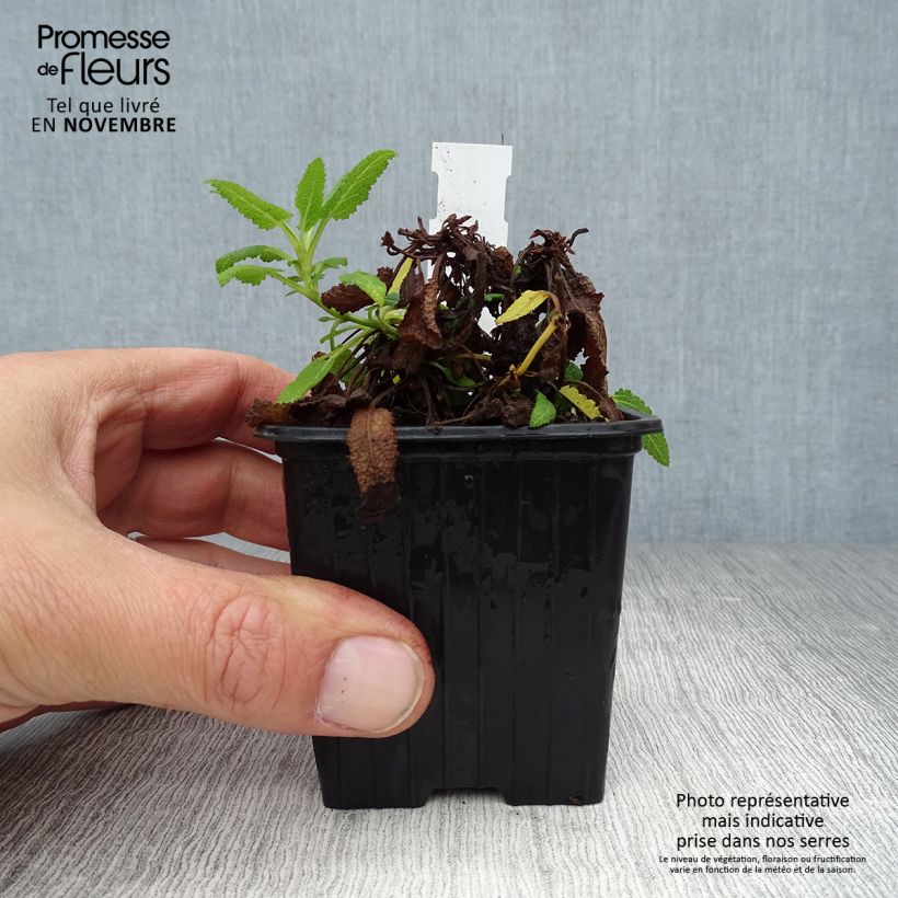 Example of Salvia nemorosa Schneehügel - Steppen-Salbei Kleine Töpfe von 8/9 cm as you get in automne