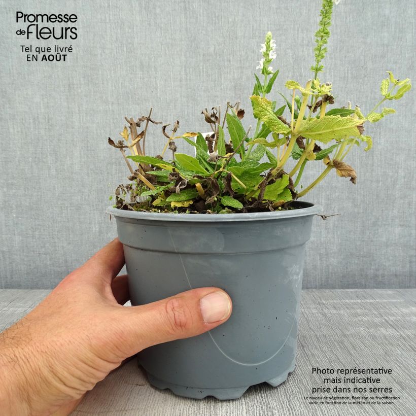 Example of Salvia nemorosa Schneehügel - Steppen-Salbei Topf mit 2L/3L as you get in ete