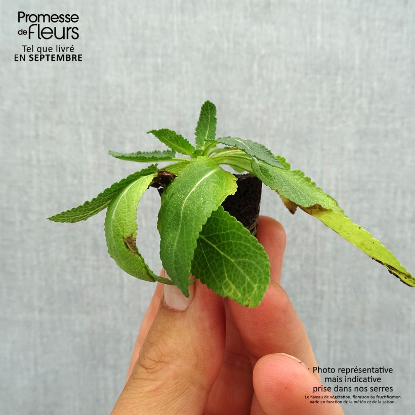 Example of Salvia nemorosa Sensation Deep Blue - Steppen-Salbei Mini-Plug Ø 3/4 cm as you get in automne