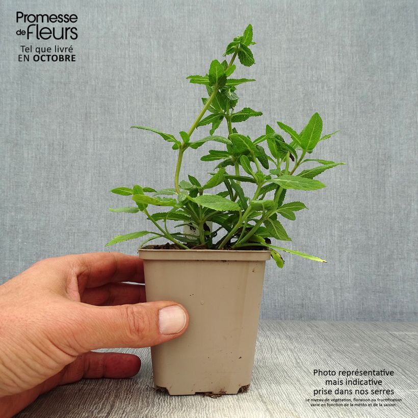 Example of Salvia nemorosa Sensation Rose - Steppen-Salbei Kleine Töpfe von 8/9 cm as you get in automne