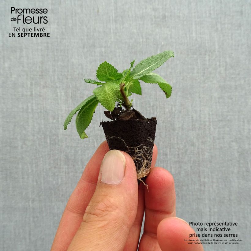 Example of Salvia nemorosa Sensation Rose - Steppen-Salbei Mini-Plug Ø 3/4 cm as you get in automne