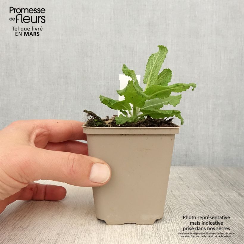 Example of Salvia nemorosa Sensation White - Steppen-Salbei Kleine Töpfe von 8/9 cm as you get in printemps