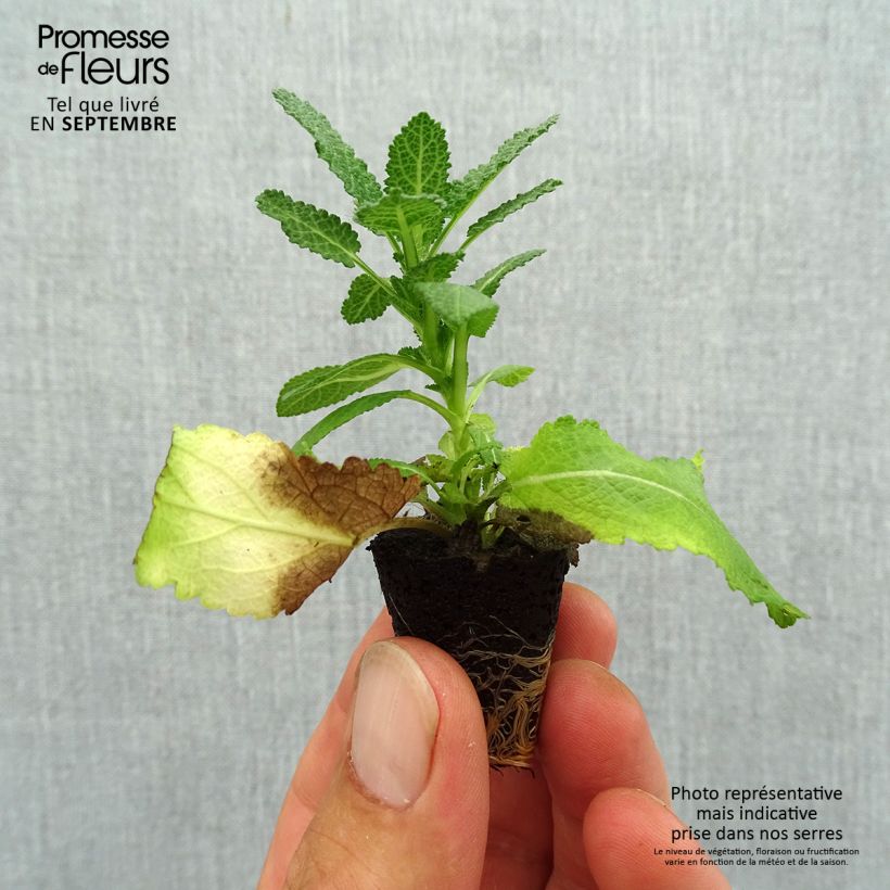 Example of Salvia nemorosa Sensation White - Steppen-Salbei Mini-Plug Ø 3/4 cm as you get in automne