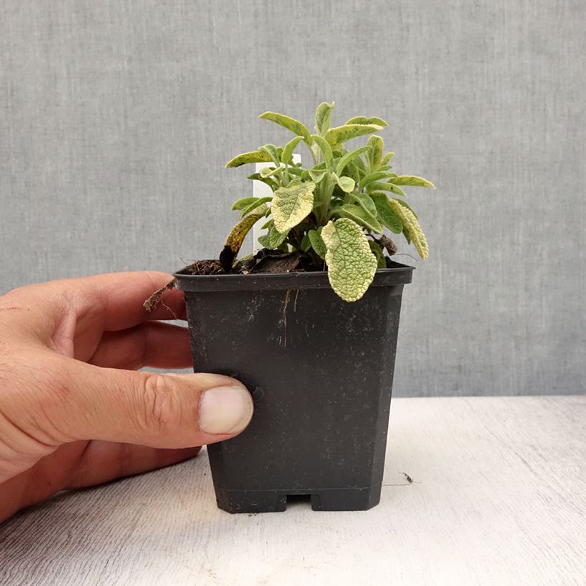 Exemplar von Echter Salbei Icterina - Salvia officinalis Kleine Töpfe von 8/9 cm wie im Sommer geliefert