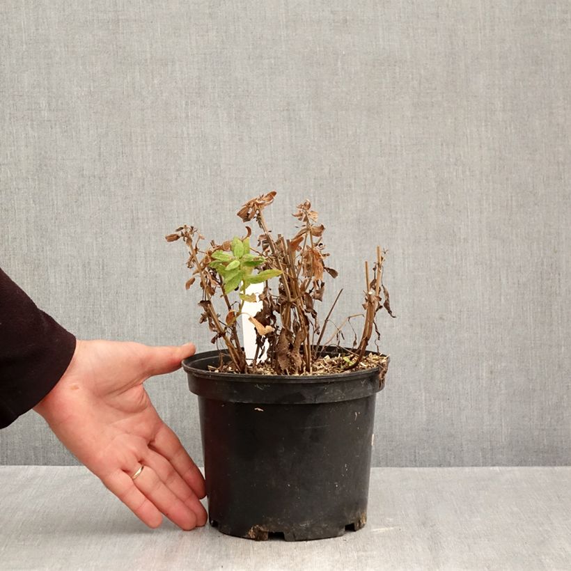 Exemplar von Salvia pratensis Lyrical Blues - Wiesensalbei Topf mit 2L/3L wie im Herbst geliefert