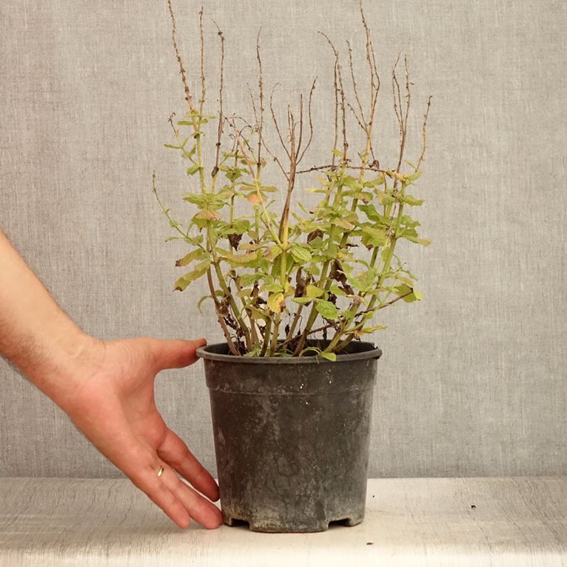 Example of Salvia pratensis Lyrical Blues - Wiesensalbei Topf mit 2L/3L as you get in ete
