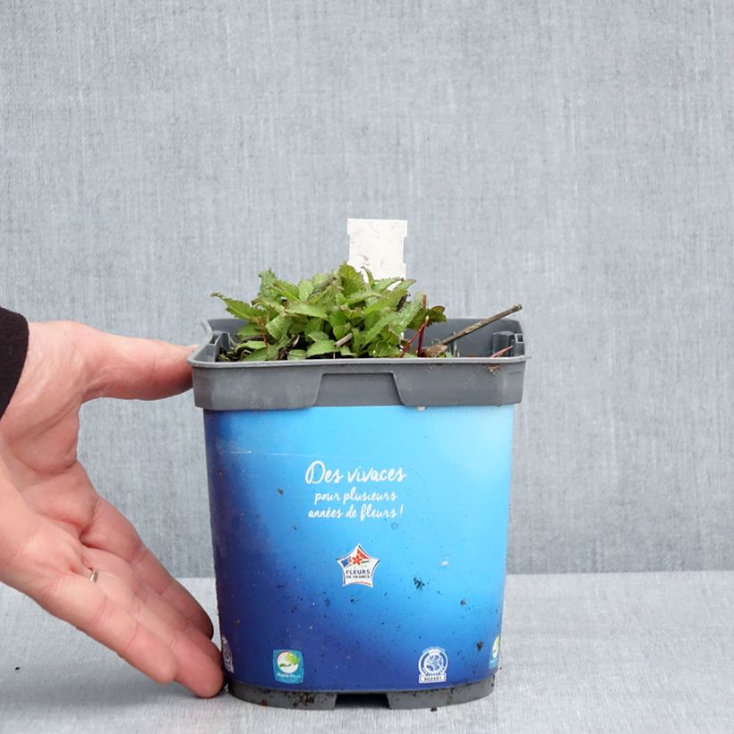 Exemplar von Salvia pratensis Lyrical Blues - Wiesensalbei Topf mit 2L/3L wie im Frühjahr geliefert