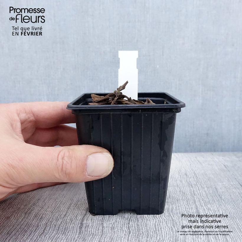 Exemplar von Salvia pratensis Madeline - Wiesensalbei Kleine Töpfe von 8/9 cm wie im Winter geliefert