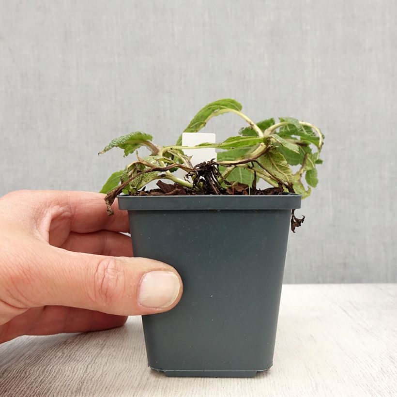 Exemplar von Salvia pratensis Madeline - Wiesensalbei Kleine Töpfe von 8/9 cm wie im Frühjahr geliefert