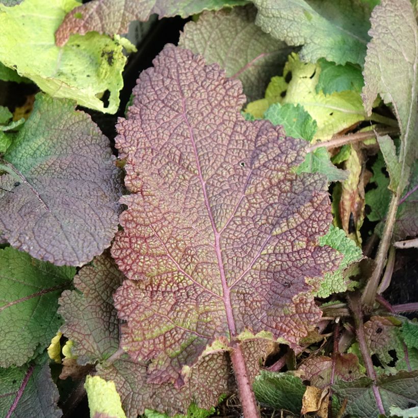 Salvia pratensis Rose Rhapsody - Wiesensalbei (Foliage)
