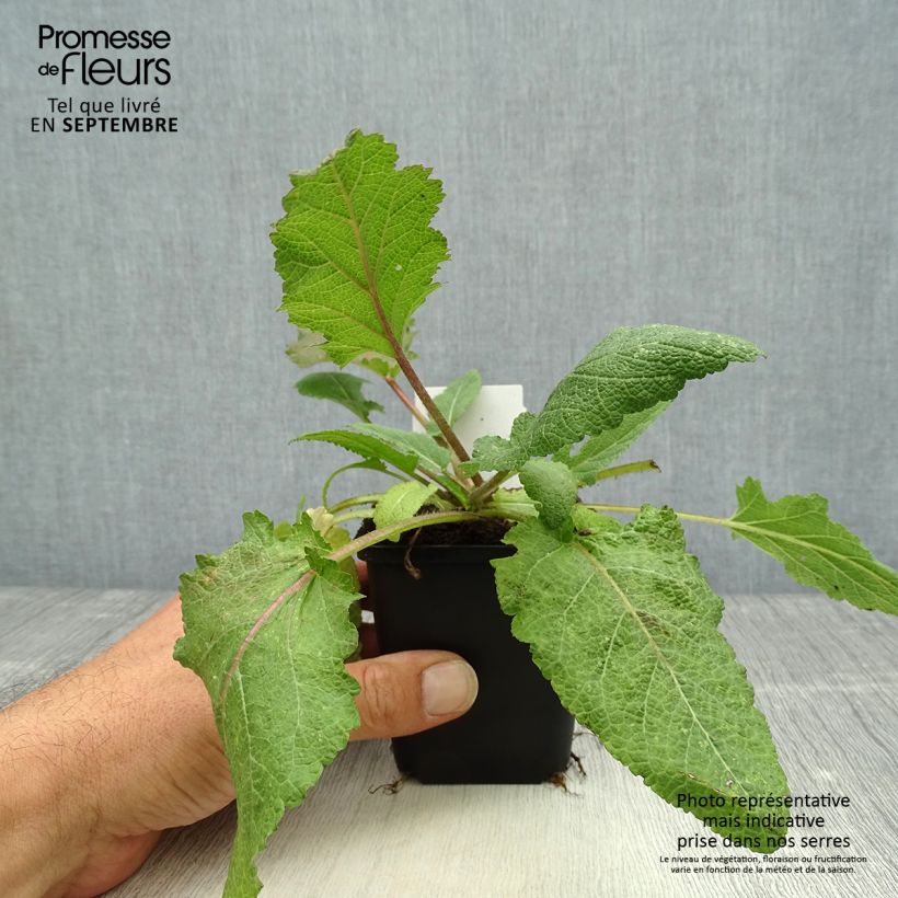 Example of Salvia pratensis Rose Rhapsody - Wiesensalbei Kleine Töpfe von 8/9 cm as you get in automne