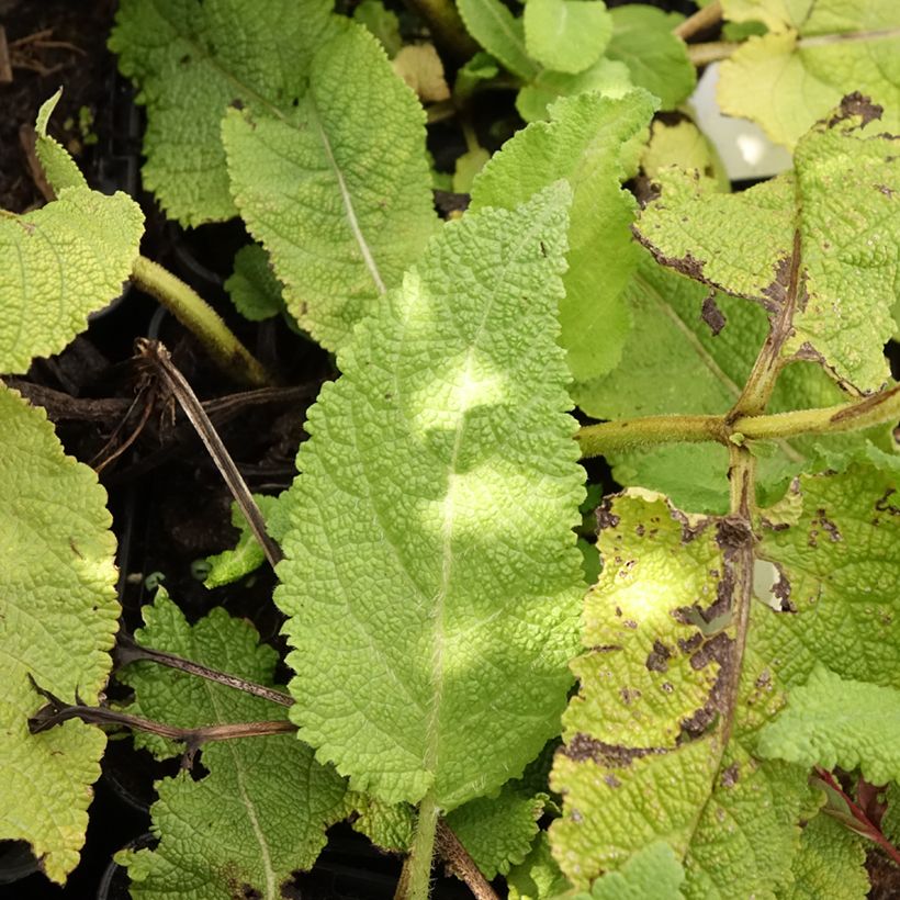 Salvia pratensis Sky Dance - Wiesensalbei (Foliage)