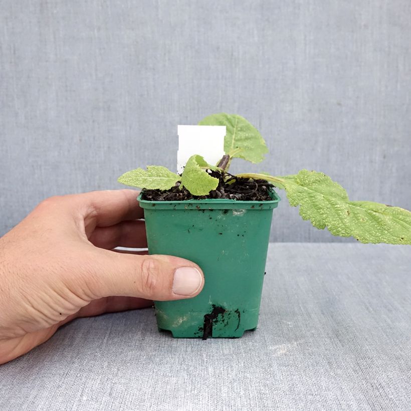 Exemplar von Salvia pratensis Swan Lake - Wiesensalbei Kleine Töpfe von 8/9 cm wie im Herbst geliefert