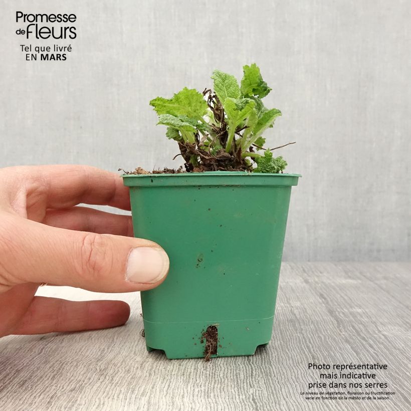 Exemplar von Salvia pratensis Swan Lake - Wiesensalbei Kleine Töpfe von 8/9 cm wie im Frühjahr geliefert