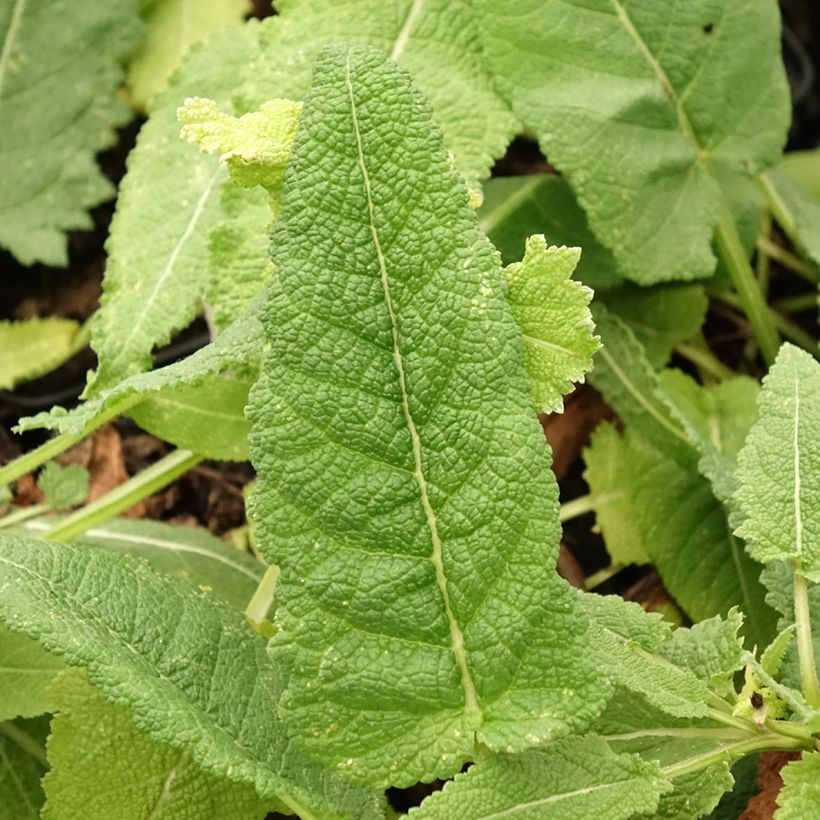 Salvia pratensis Swan Lake - Wiesensalbei (Foliage)