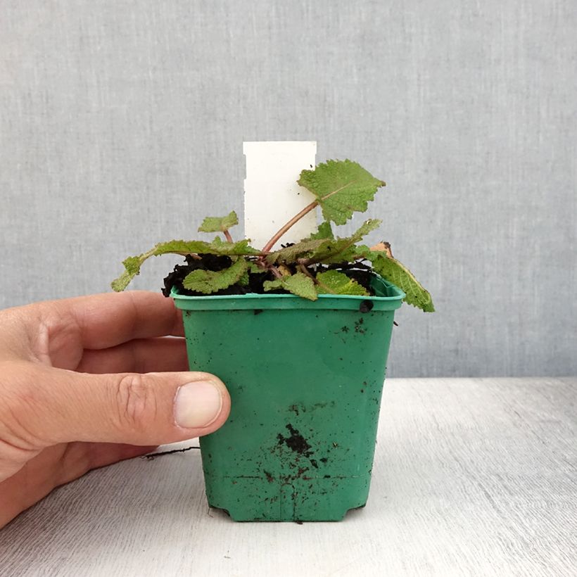 Example of Salvia pratensis Sweet Esmeralda - Wiesensalbei Kleine Töpfe von 8/9 cm as you get in ete