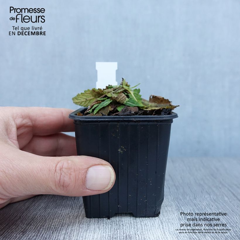 Example of Salvia pratensis FASHIONISTA Vanity Flair - Wiesensalbei Kleine Töpfe von 8/9 cm as you get in automne
