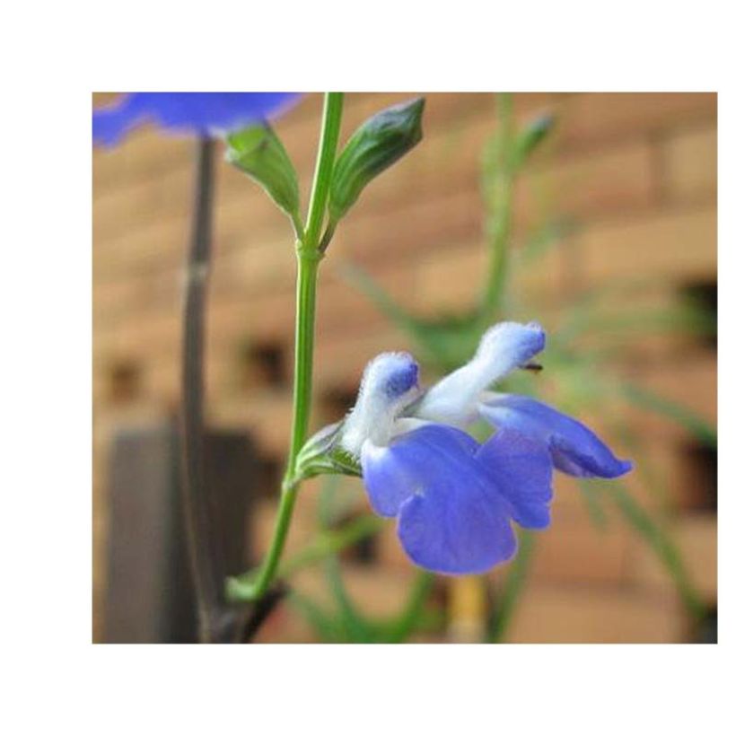 Salvia reptans West Texas form - Afrikanischer Räuchersalbei (Flowering)
