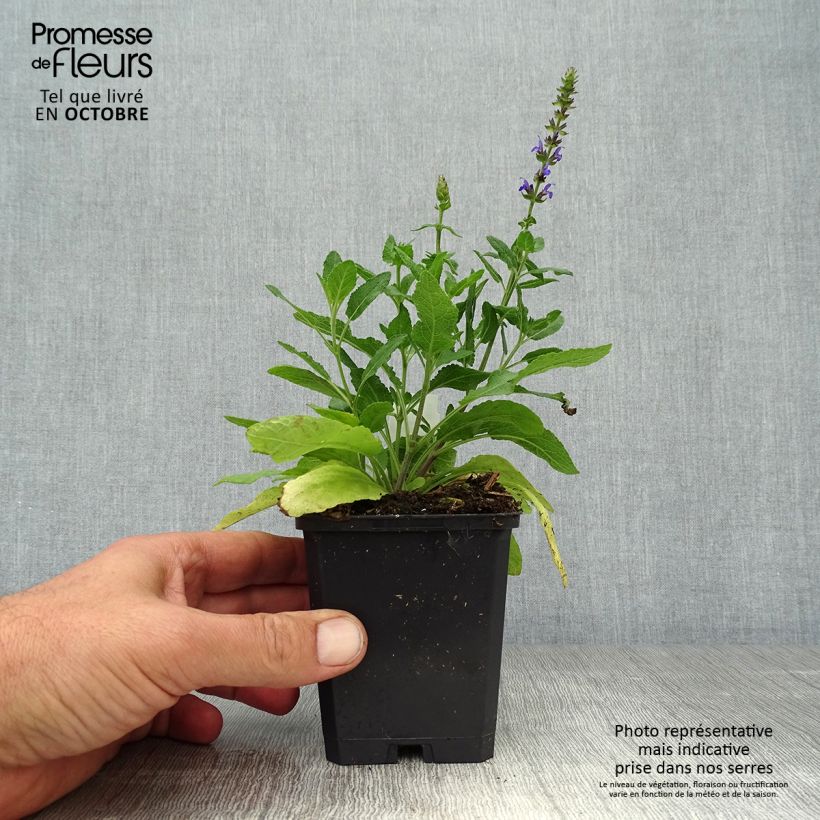 Example of Salvia superba Reine Bleue - Ziersalbei Kleine Töpfe von 8/9 cm as you get in automne