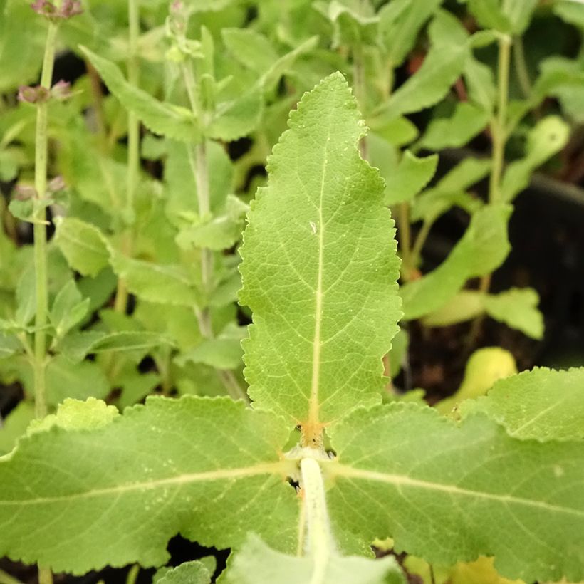 Salvia superba Reine Bleue - Ziersalbei (Foliage)