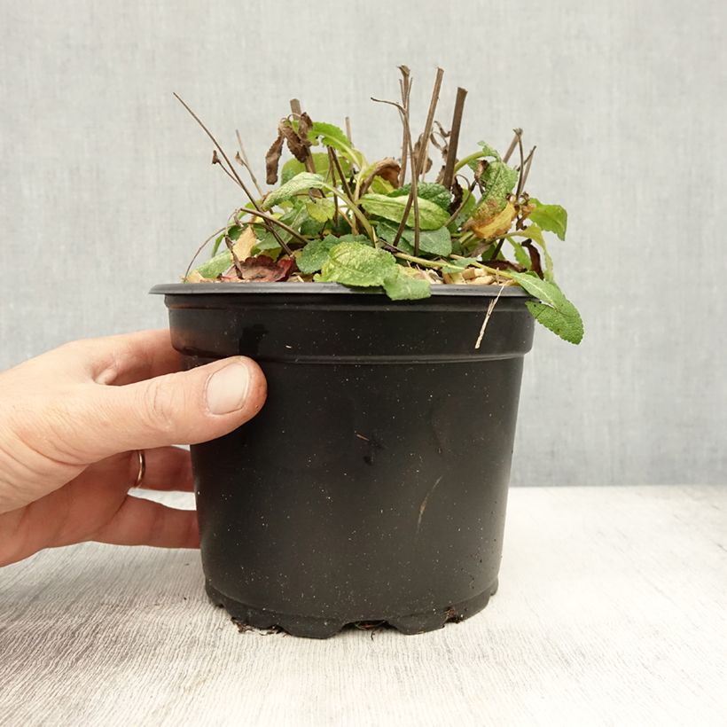 Example of Salvia superba Reine Bleue - Ziersalbei Topf mit 2L/3L as you get in automne