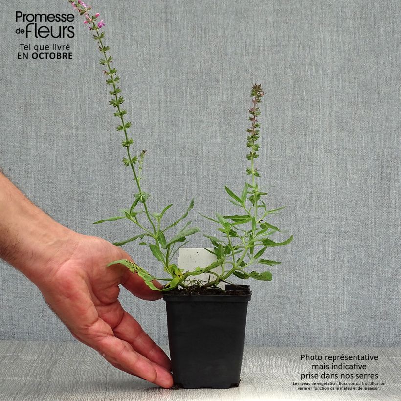 Example of Salvia superba Reine Rose - Ziersalbei Kleine Töpfe von 8/9 cm as you get in automne