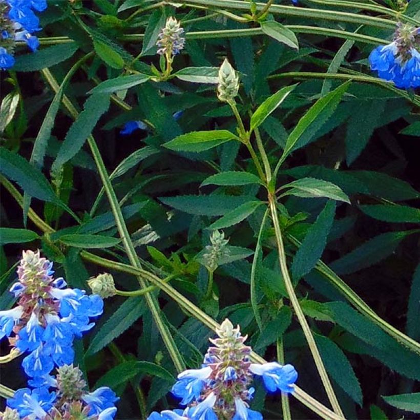 Salvia uliginosa African Skies - Sumpf-Salbei (Foliage)