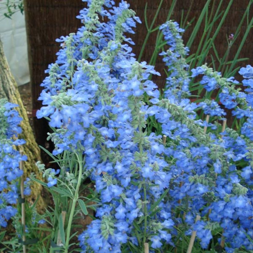 Salvia uliginosa African Skies - Sumpf-Salbei (Flowering)