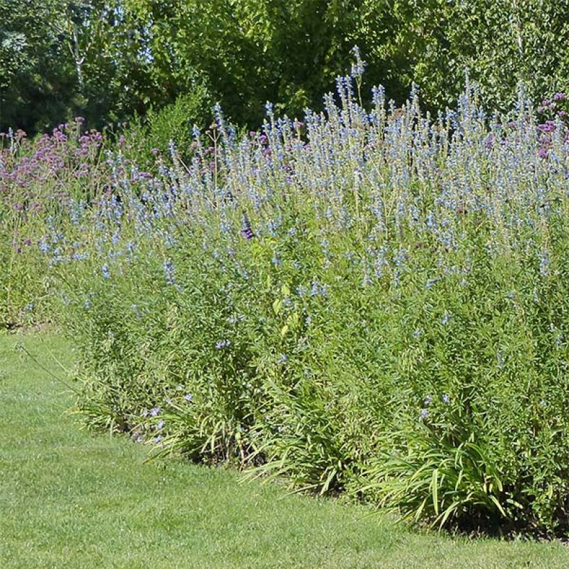 Salvia uliginosa African Skies - Sumpf-Salbei (Plant habit)