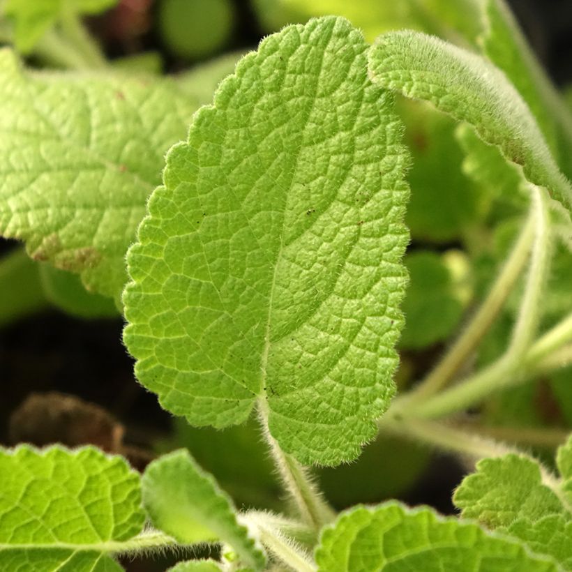 Salvia verticillata Hannay's Blue - Quirlblättriger Salbei (Foliage)