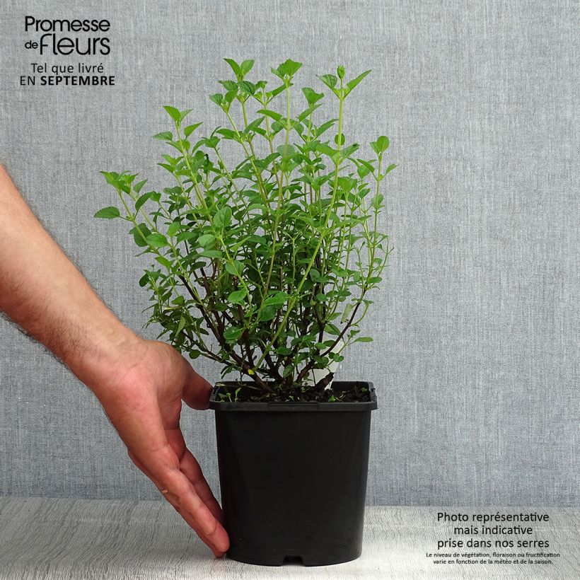 Example of Salvia jamensis Delice Roselilac Topf mit 2L/3L as you get in ete