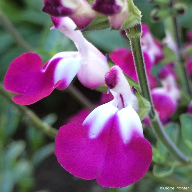 Salvia greggii Cherry Lips - Strauchiger Salbei (Blüte)