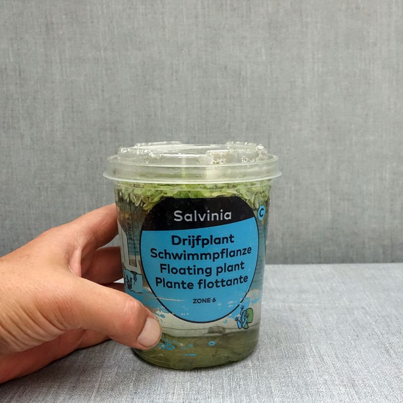 Exemplar von Salvinia natans - Schwimmfarn Box wie im Frühjahr geliefert
