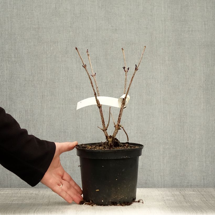 Example of Schwarzer Holunder Chocolate Marzipan - Sambucus nigra Topf mit 3L/4L as you get in automne