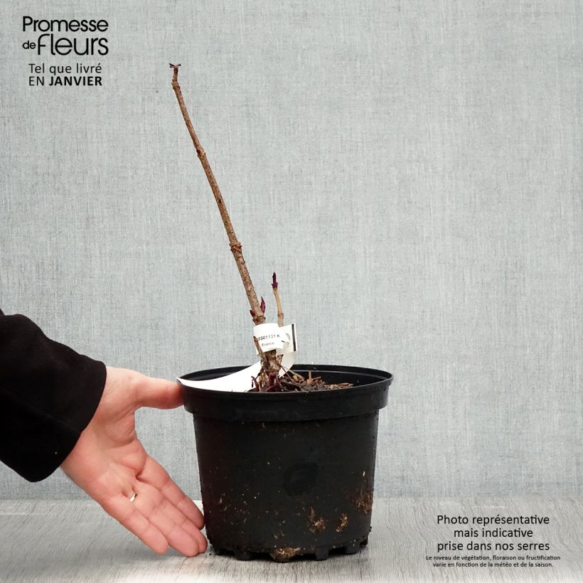 Exemplar von Schwarzer Holunder Chocolate Marzipan - Sambucus nigra Topf mit 3L/4L wie im Winter geliefert