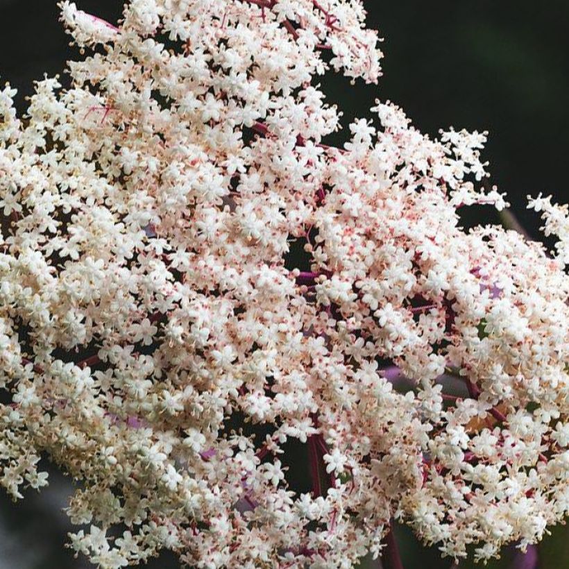 Schwarzer Holunder Chocolate Marzipan - Sambucus nigra (Flowering)