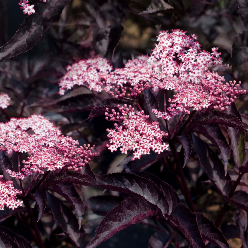 Schwarzer Holunder Black Beauty - Sambucus nigra (Flowering)