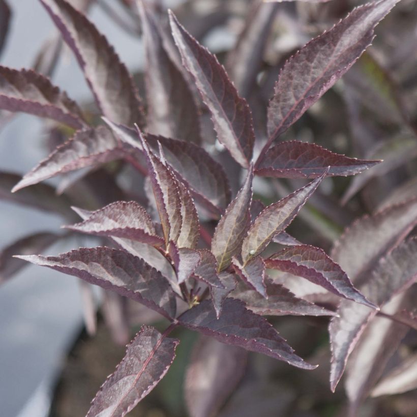 Schwarzer Holunder Black Beauty - Sambucus nigra (Foliage)