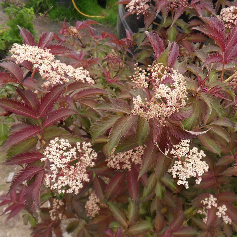 Schwarzer Holunder Serenade - Sambucus nigra (Flowering)