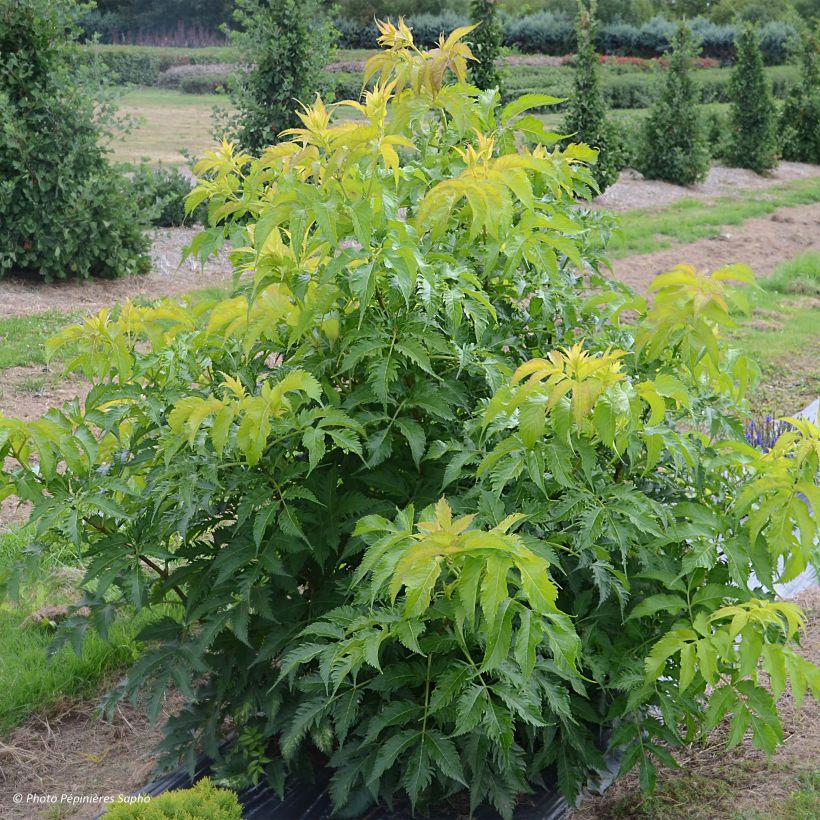 Schwarzer Holunder Serenade - Sambucus nigra (Plant habit)