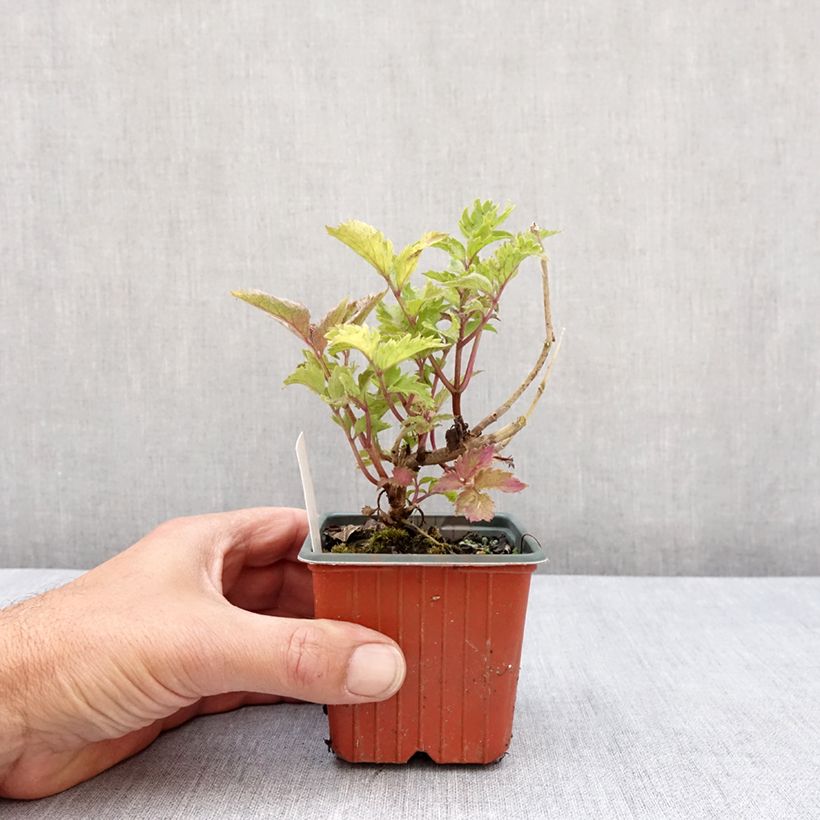 Example of Schwarzer Holunder Serenade - Sambucus nigra Kleine Töpfe von 8/9 cm as you get in printemps
