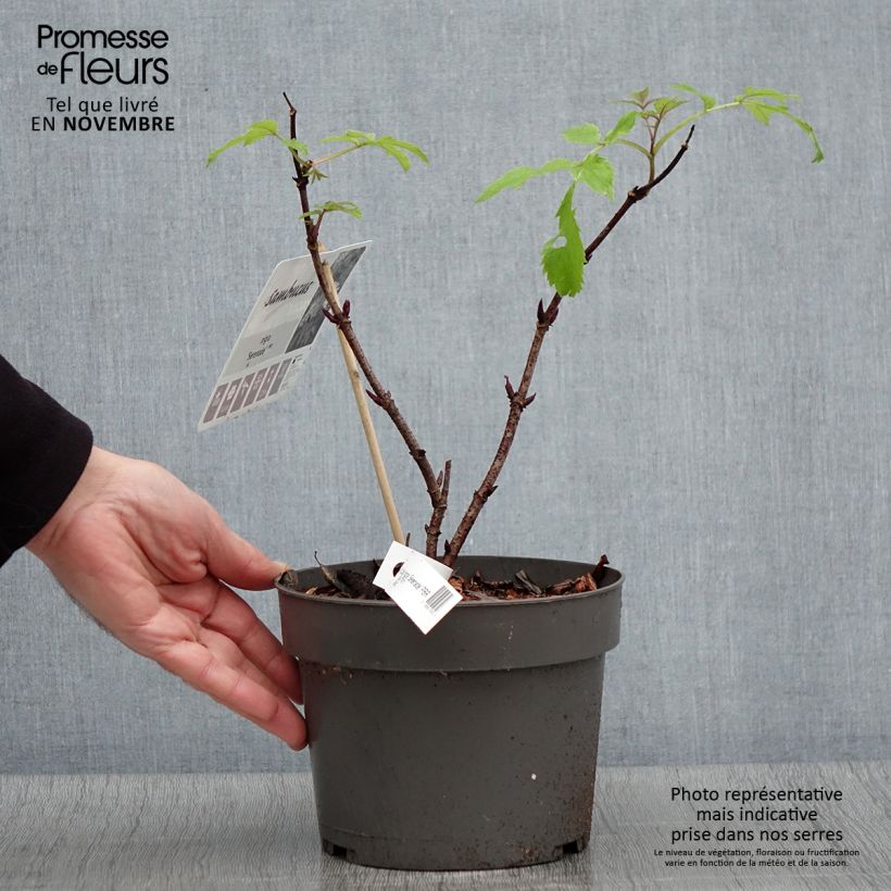 Example of Schwarzer Holunder Serenade - Sambucus nigra Topf mit 3L/4L as you get in automne